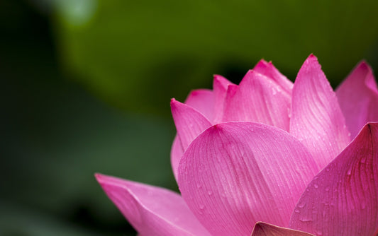 Lotus-Effekt — Sto Fassadenfarbe